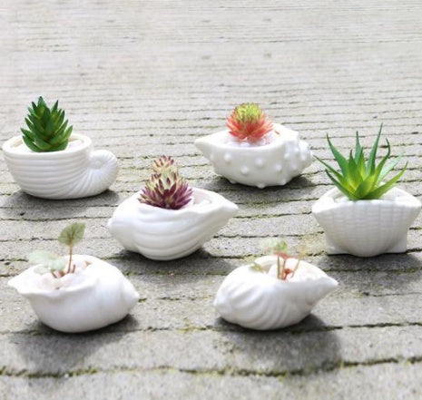 Mini Shell Shaped Ceramic Planters - 6 Piece Set