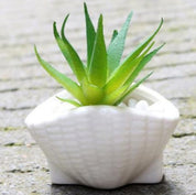 Mini Shell Shaped Ceramic Planters - 6 Piece Set