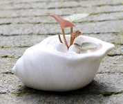 Mini Shell Shaped Ceramic Planters - 6 Piece Set