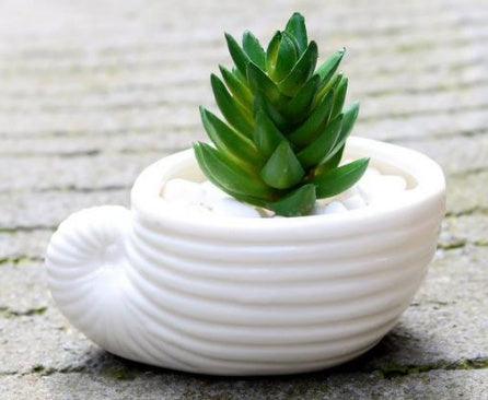 Mini Shell Shaped Ceramic Planters - 6 Piece Set