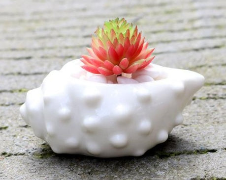 Mini Shell Shaped Ceramic Planters - 6 Piece Set