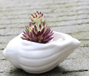 Mini Shell Shaped Ceramic Planters - 6 Piece Set