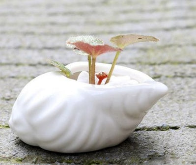 Mini Shell Shaped Ceramic Planters - 6 Piece Set