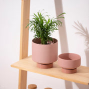 Ceramic Succulent Planters - Indoor Garden Pots