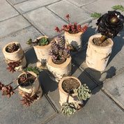 Indoor & Outdoor Planters for Home & Garden