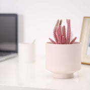 Ceramic Succulent Planters - Indoor Garden Pots