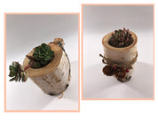 Indoor & Outdoor Planters for Home & Garden