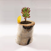 Indoor & Outdoor Planters for Home & Garden